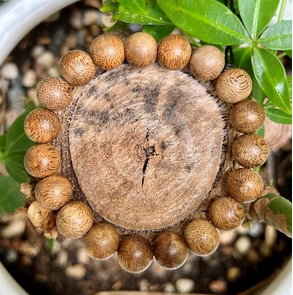 cách nhận biết trầm tốc kiến